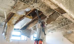 Best Real Estate Mold Inspection in Galesville, MD